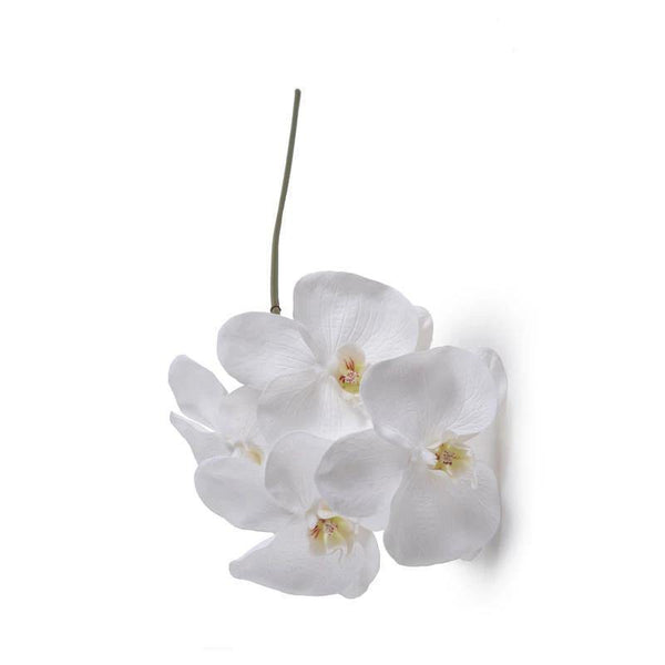 Orchid Phalaenopsis Stem
