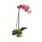 Phalaenopsis Orchid in Rustic Terracotta