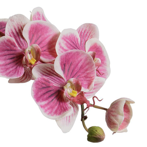 Phalaenopsis Orchid in Rustic Terracotta