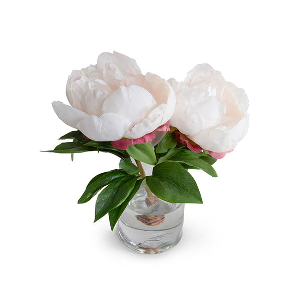 Peony Cutting - Champagne