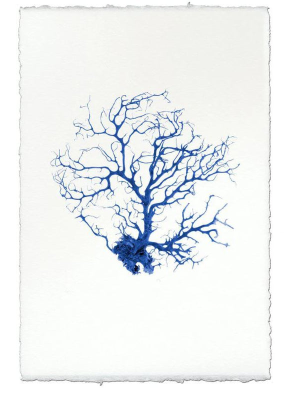 Coral Sea Fan Art