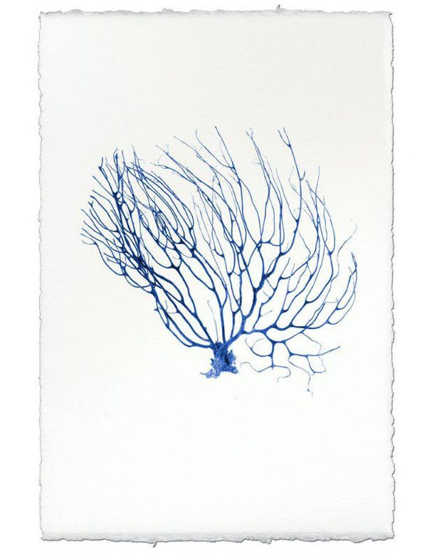 Coral Sea Fan Art