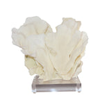 Rugosa Coral 7-10 Inch