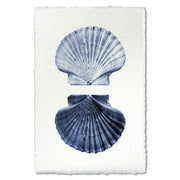 Double Shell Watercolor