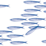 Sardine Cocktail Napkin