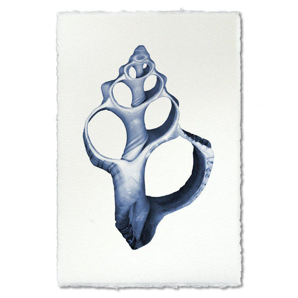 Single Shell Watercolor