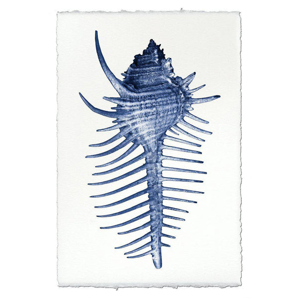 Spiny Murex Watercolor