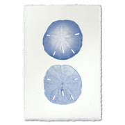 Double Sand Dollar Water color