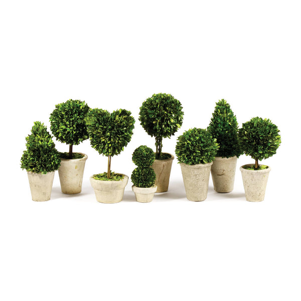 Boxwood Topiaries In Pots