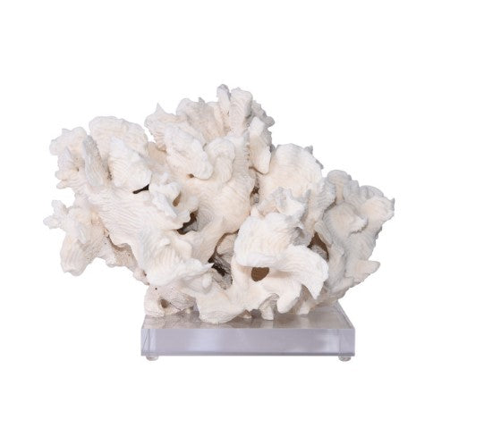 Rugosa Coral On Acrylic Base